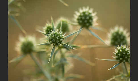 Feld-Mannstreu (Eryngium campestre)