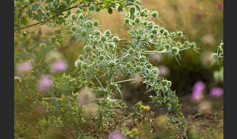 Feld-Mannstreu (Eryngium campestre)