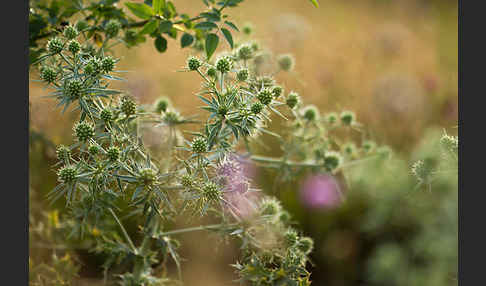 Feld-Mannstreu (Eryngium campestre)