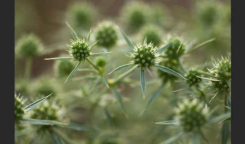 Feld-Mannstreu (Eryngium campestre)