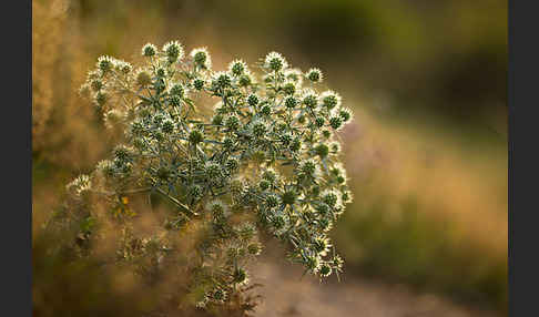 Feld-Mannstreu (Eryngium campestre)