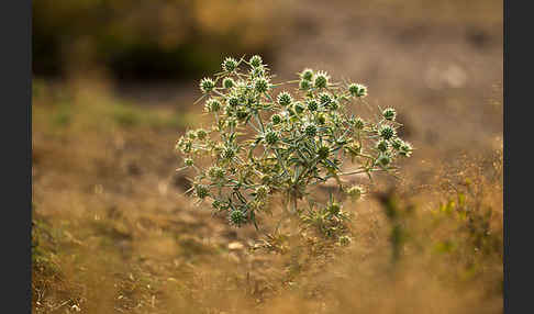 Feld-Mannstreu (Eryngium campestre)