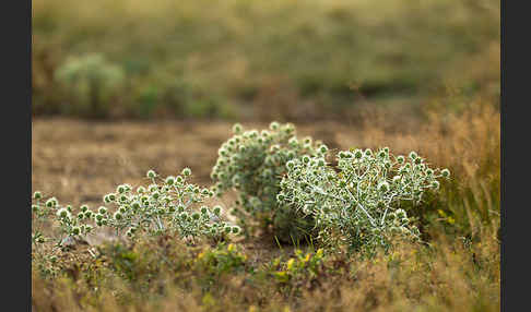 Feld-Mannstreu (Eryngium campestre)