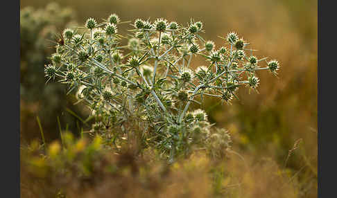 Feld-Mannstreu (Eryngium campestre)