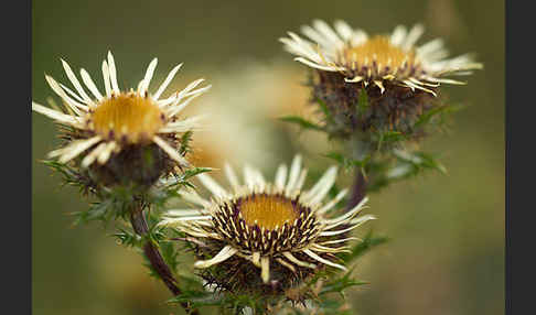 Kleine Eberwurz (Carlina vulgaris)