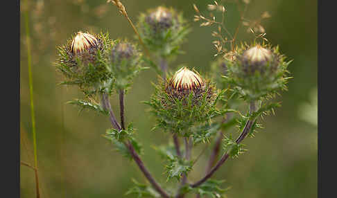 Kleine Eberwurz (Carlina vulgaris)