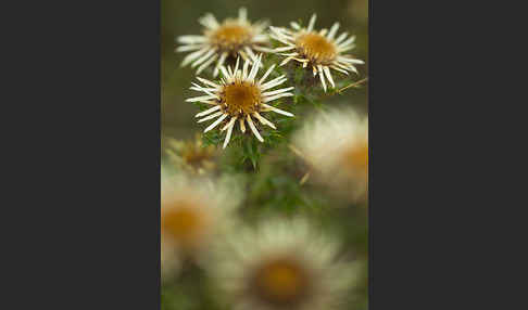 Kleine Eberwurz (Carlina vulgaris)