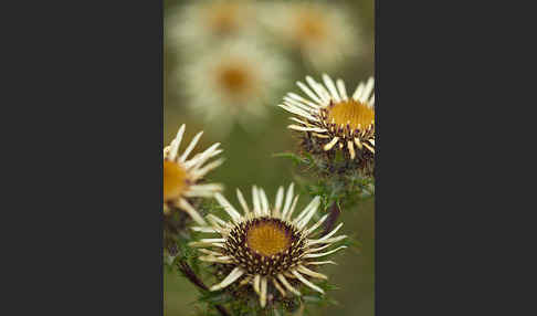 Kleine Eberwurz (Carlina vulgaris)