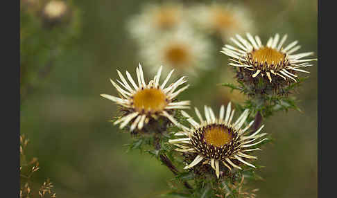 Kleine Eberwurz (Carlina vulgaris)