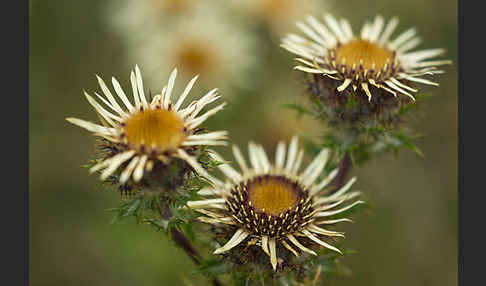 Kleine Eberwurz (Carlina vulgaris)