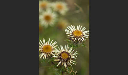 Kleine Eberwurz (Carlina vulgaris)