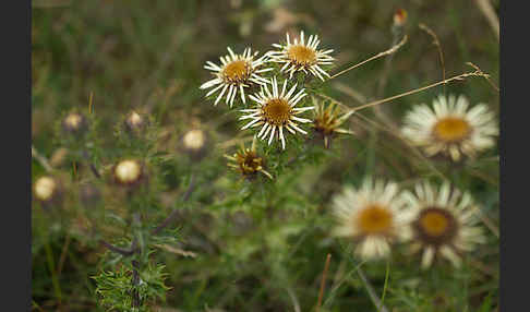 Kleine Eberwurz (Carlina vulgaris)