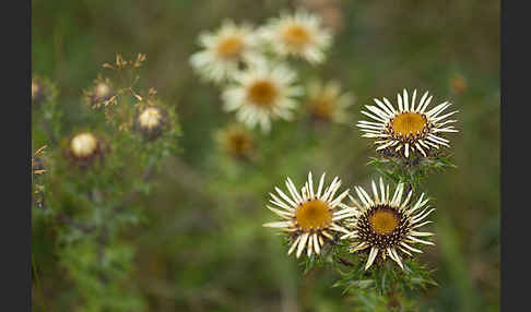 Kleine Eberwurz (Carlina vulgaris)