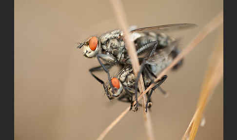 Fleischfliege (diptera)