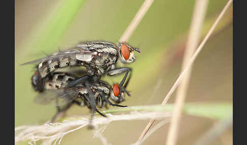 Fleischfliege (diptera)