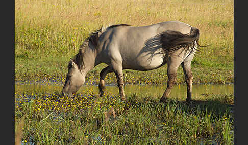 Konik (Equus caballus sspec.)