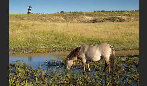 Konik (Equus caballus sspec.)