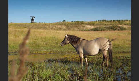 Konik (Equus caballus sspec.)