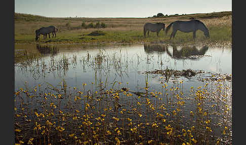 Konik (Equus caballus sspec.)