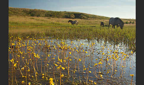 Konik (Equus caballus sspec.)