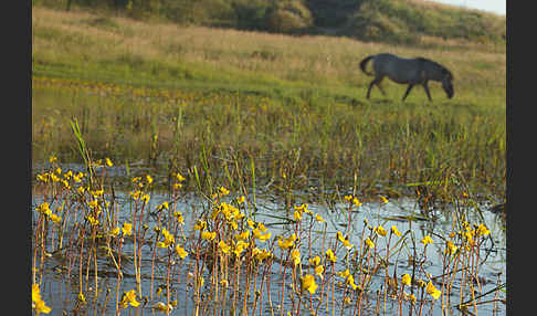 Konik (Equus caballus sspec.)