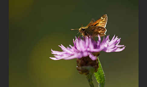 Kommafalter (Hesperia comma)