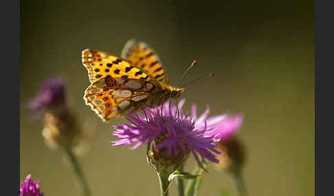 Kleiner Perlmutterfalter (Issoria lathonia)