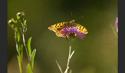 Kleiner Perlmutterfalter (Issoria lathonia)