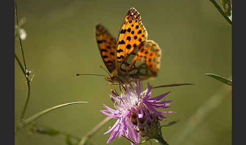 Kleiner Perlmutterfalter (Issoria lathonia)