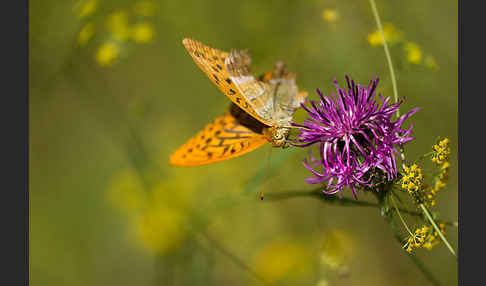 Kaisermantel (Argynnis paphia)