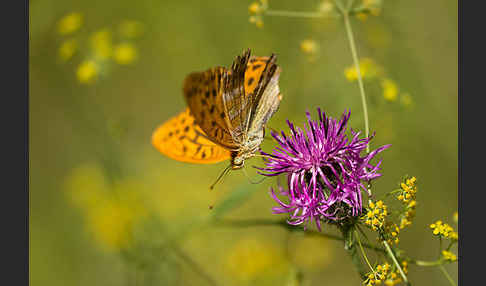 Kaisermantel (Argynnis paphia)