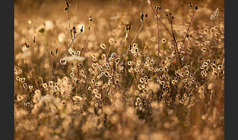 Hasen-Klee (Trifolium arvense)