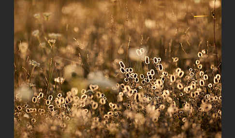 Hasen-Klee (Trifolium arvense)