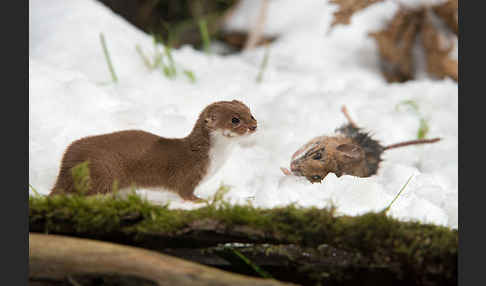 Mauswiesel (Mustela nivalis)