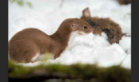 Mauswiesel (Mustela nivalis)