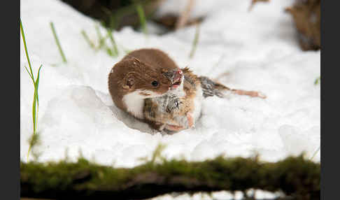 Mauswiesel (Mustela nivalis)