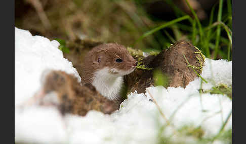 Mauswiesel (Mustela nivalis)