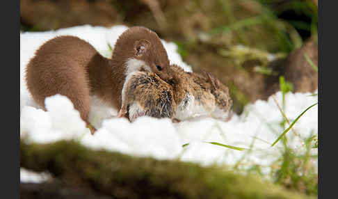 Mauswiesel (Mustela nivalis)