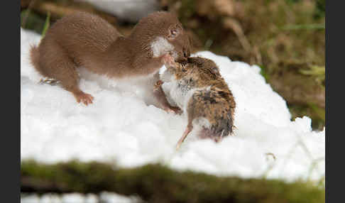 Mauswiesel (Mustela nivalis)