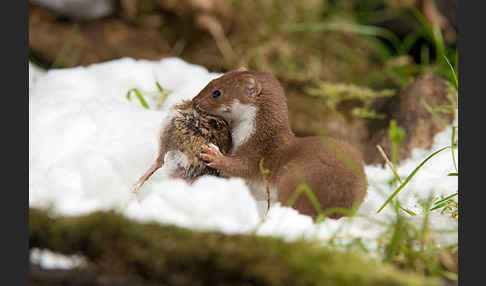 Mauswiesel (Mustela nivalis)