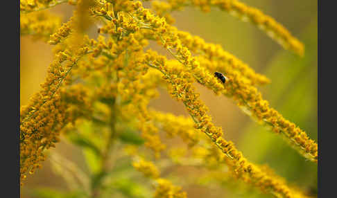 Kanadische Goldrute (Solidago canadensis)