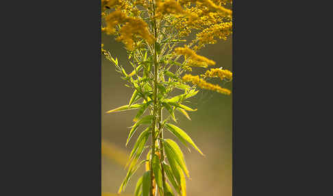 Kanadische Goldrute (Solidago canadensis)