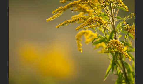 Kanadische Goldrute (Solidago canadensis)