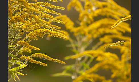 Kanadische Goldrute (Solidago canadensis)