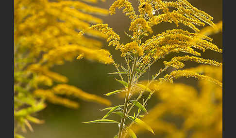 Kanadische Goldrute (Solidago canadensis)