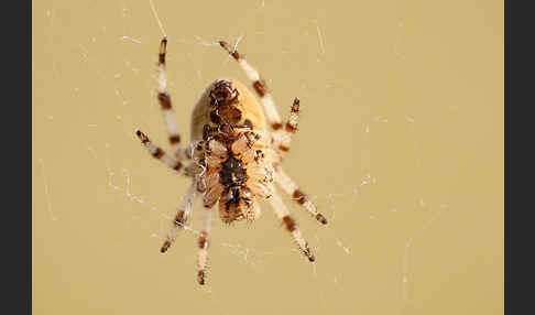 Gartenkreuzspinne (Araneus diadematus)