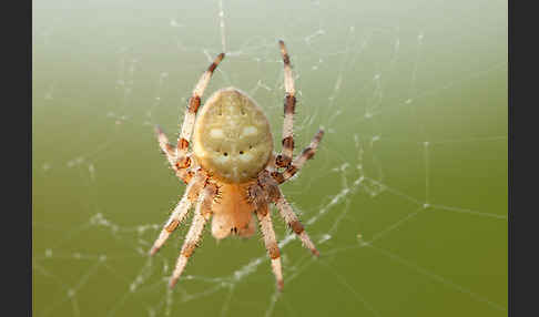 Gartenkreuzspinne (Araneus diadematus)