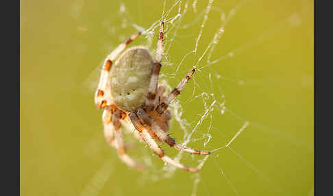 Gartenkreuzspinne (Araneus diadematus)