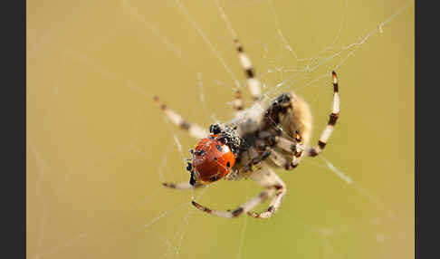 Gartenkreuzspinne (Araneus diadematus)