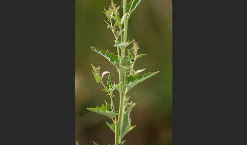 Guter Heinrich (Chenopodium bonus-henricus)